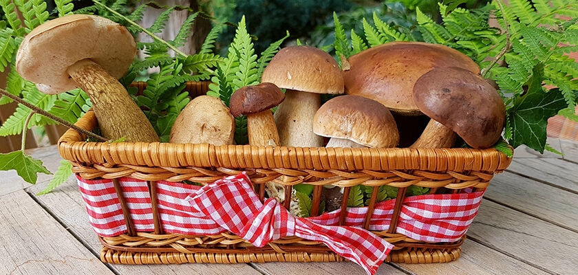 Узнайте, как сушить грибы и как их хранить